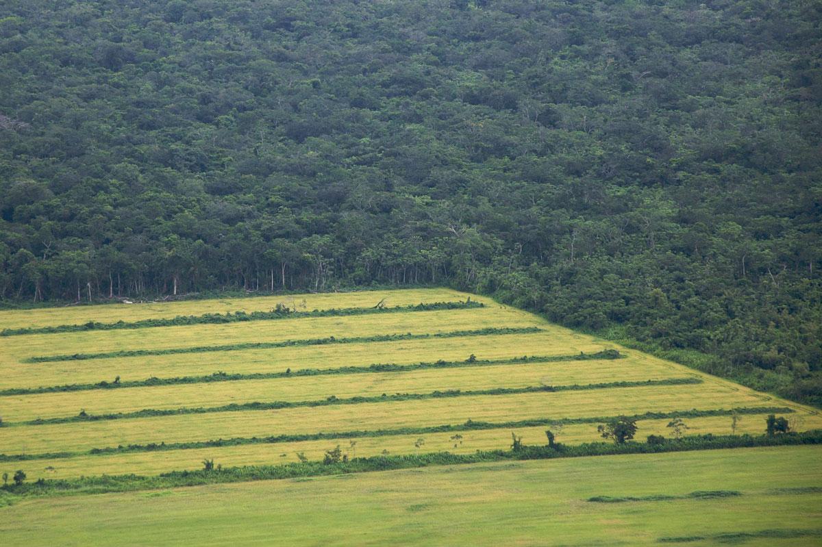 Farming in the Amazon by Sam Beebe